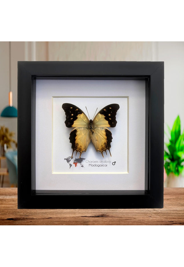 Framed Charaxes analava Butterfly, Taxidermy Display, 6" Frame