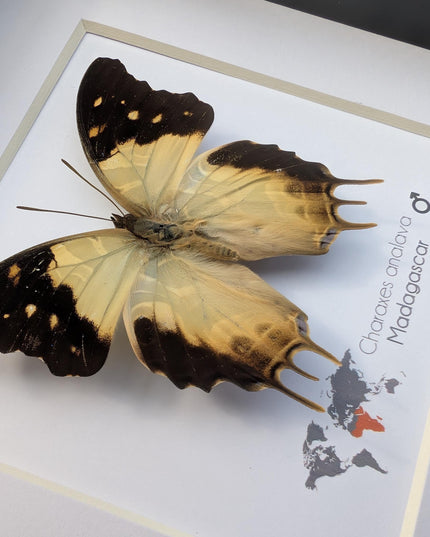 Framed Charaxes analava Butterfly, Taxidermy Display, 6" Frame