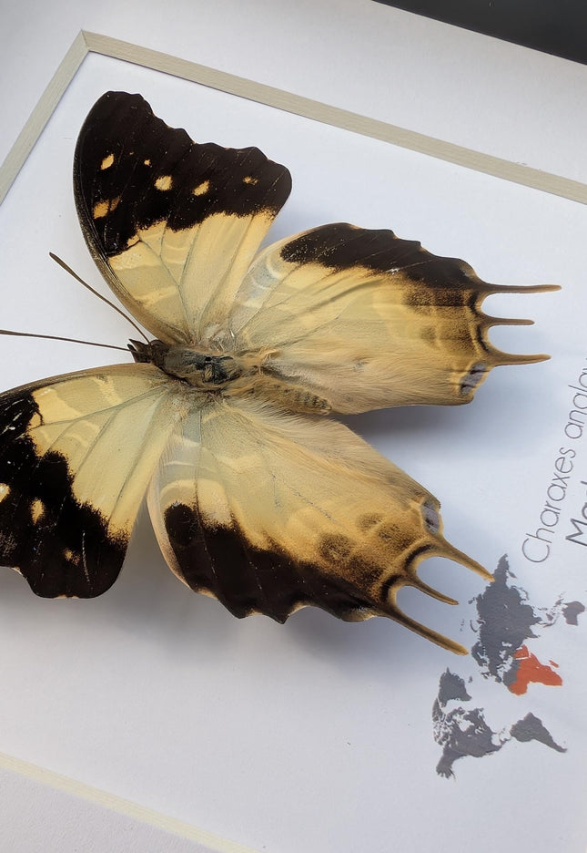 Framed Charaxes analava Butterfly, Taxidermy Display, 6" Frame