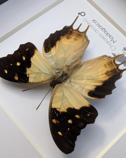 Framed Charaxes analava Butterfly, Taxidermy Display, 6" Frame