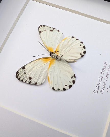 Framed Theuszi's Caper White Butterfly, Ethically Sourced Taxidermy (6x6)