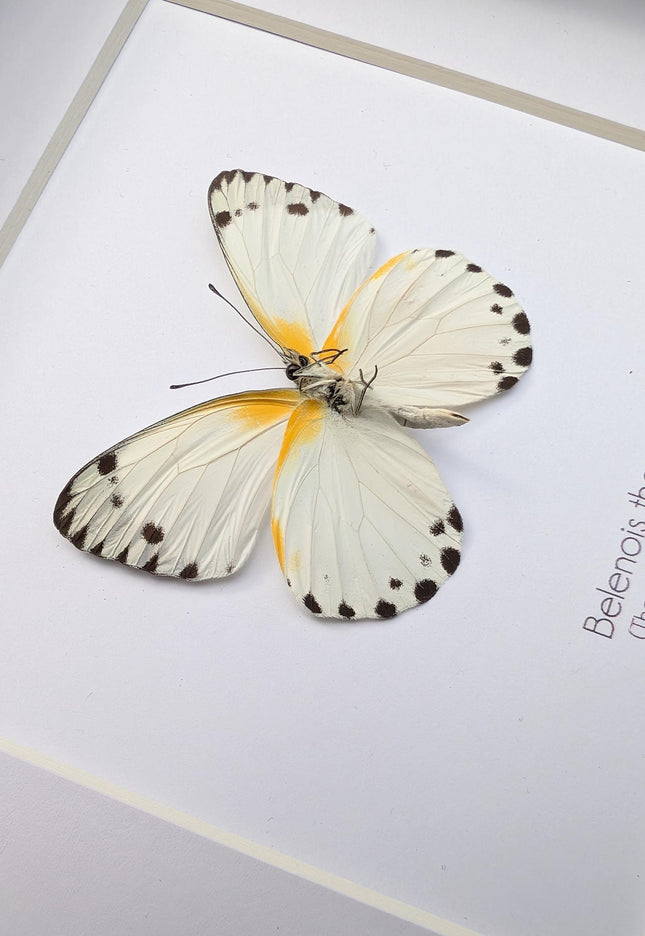 Framed Theuszi's Caper White Butterfly, Ethically Sourced Taxidermy (6x6)