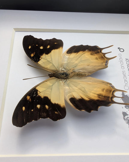 Framed Charaxes analava Butterfly, Taxidermy Display, 6" Frame