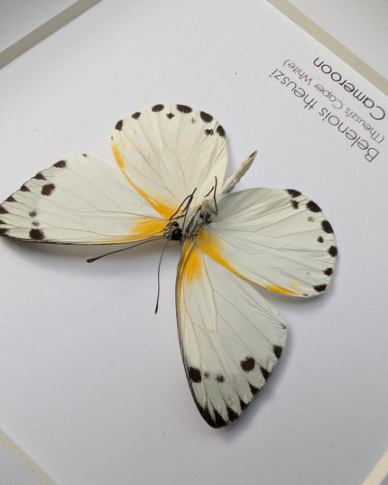 Framed Theuszi's Caper White Butterfly, Ethically Sourced Taxidermy (6x6)