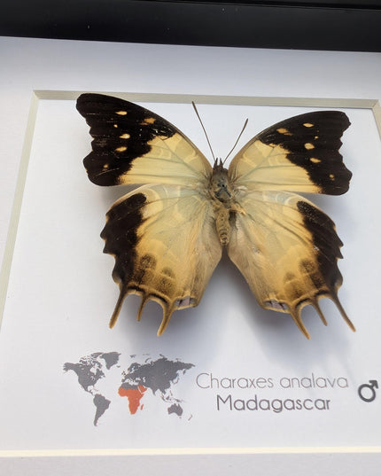 Framed Charaxes analava Butterfly, Taxidermy Display, 6" Frame