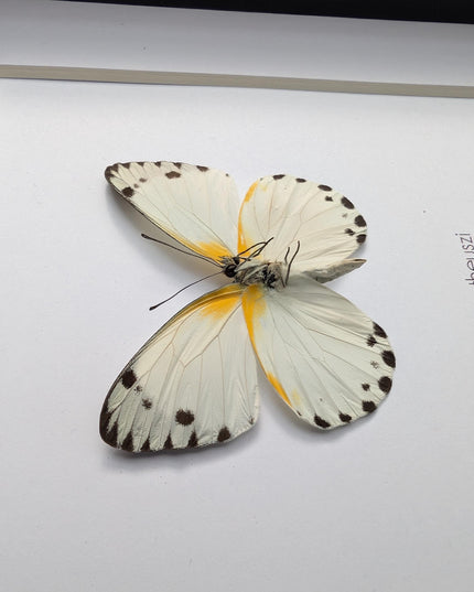 Framed Theuszi's Caper White Butterfly, Ethically Sourced Taxidermy (6x6)