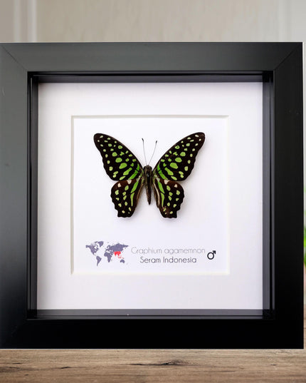 Framed tailed jay butterfly: graphium agamemnon, indonesia, 6"x6"