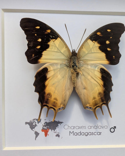 Framed Charaxes analava Butterfly, Taxidermy Display, 6" Frame