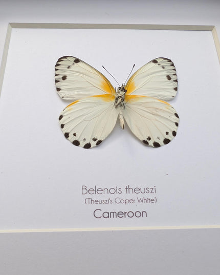 Framed Theuszi's Caper White Butterfly, Ethically Sourced Taxidermy (6x6)