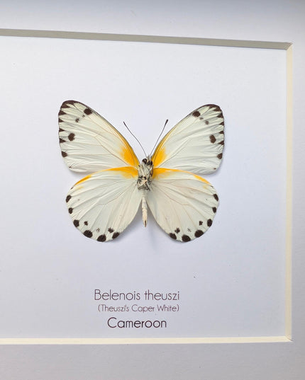 Framed Theuszi's Caper White Butterfly, Ethically Sourced Taxidermy (6x6)