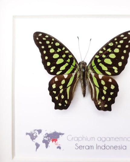Framed tailed jay butterfly: graphium agamemnon, indonesia, 6"x6"