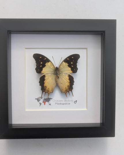 Framed Charaxes analava Butterfly, Taxidermy Display, 6" Frame