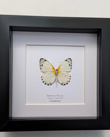 Framed Theuszi's Caper White Butterfly, Ethically Sourced Taxidermy (6x6)