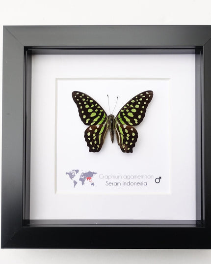 Framed tailed jay butterfly: graphium agamemnon, indonesia, 6"x6"