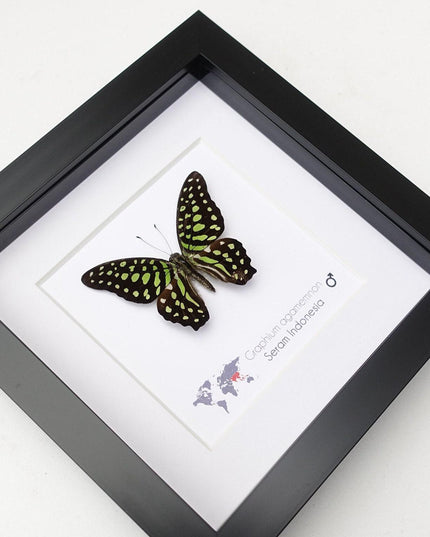 Framed tailed jay butterfly: graphium agamemnon, indonesia, 6"x6"