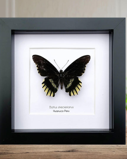 Framed Battus Streckerianus Butterfly, Black Swallowtail Taxidermy, Entomology Gift