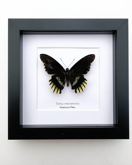 Framed Battus Streckerianus Butterfly, Black Swallowtail Taxidermy, Entomology Gift