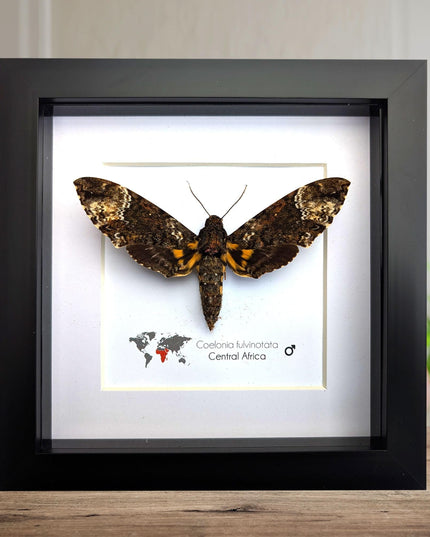 Framed fulvous hawkmoth taxidermy: ethically sourced entomology wall art