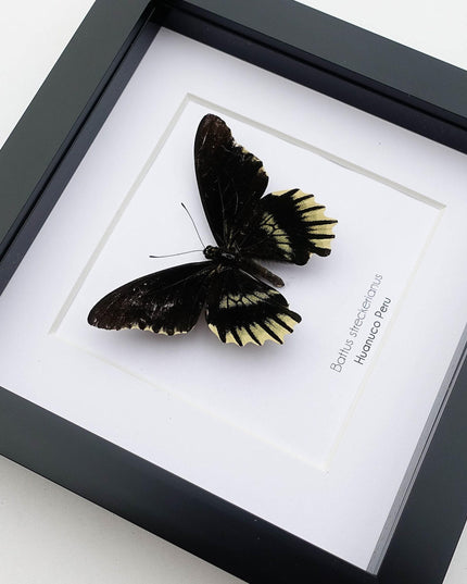 Framed Battus Streckerianus Butterfly, Black Swallowtail Taxidermy, Entomology Gift