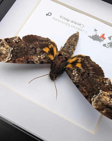 Framed fulvous hawkmoth taxidermy: ethically sourced entomology wall art