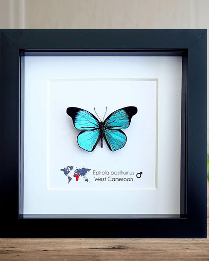 Framed Epitola Posthumus Butterfly, Taxidermy Entomology Wall Art