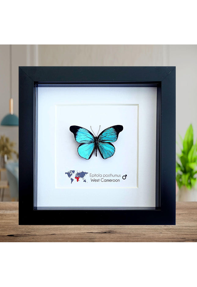 Framed Epitola Posthumus Butterfly, Taxidermy Entomology Wall Art