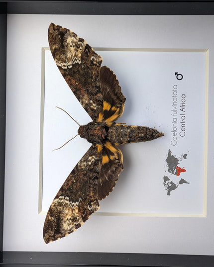 Framed fulvous hawkmoth taxidermy: ethically sourced entomology wall art