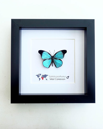 Framed Epitola Posthumus Butterfly, Taxidermy Entomology Wall Art