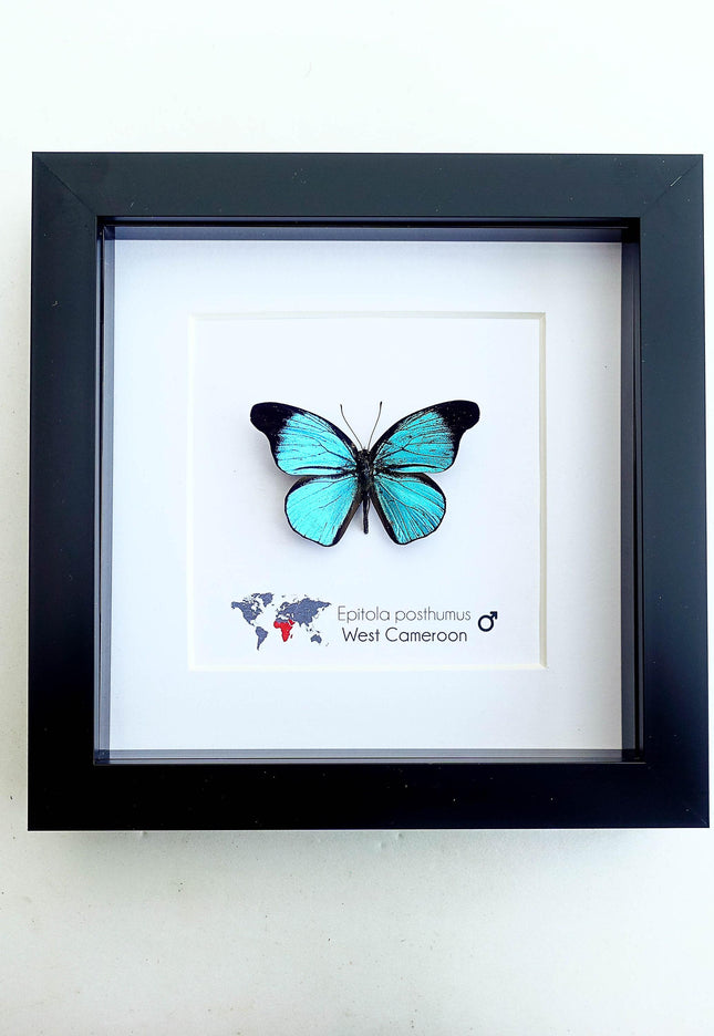 Framed Epitola Posthumus Butterfly, Taxidermy Entomology Wall Art