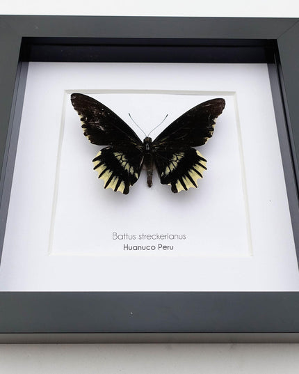 Framed Battus Streckerianus Butterfly, Black Swallowtail Taxidermy, Entomology Gift