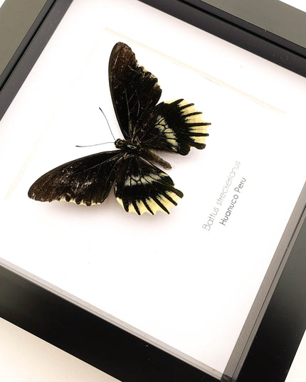Framed Battus Streckerianus Butterfly, Black Swallowtail Taxidermy, Entomology Gift