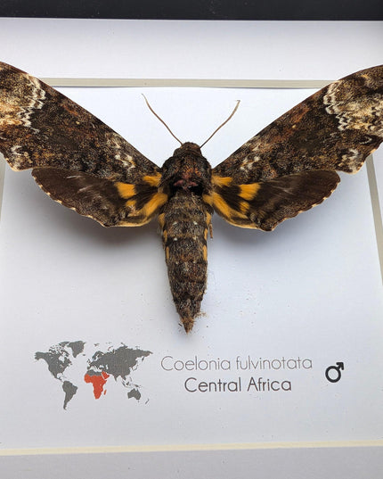 Framed fulvous hawkmoth taxidermy: ethically sourced entomology wall art