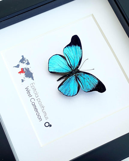 Framed Epitola Posthumus Butterfly, Taxidermy Entomology Wall Art