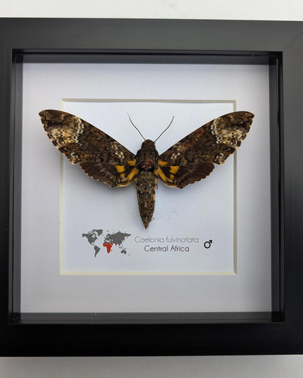 Framed fulvous hawkmoth taxidermy: ethically sourced entomology wall art