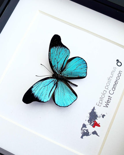 Framed Epitola Posthumus Butterfly, Taxidermy Entomology Wall Art