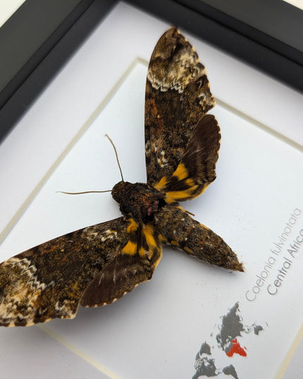 Framed fulvous hawkmoth taxidermy: ethically sourced entomology wall art