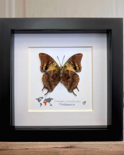 Framed Madagascar Forest Charaxes Butterfly Taxidermy Display (6x6)