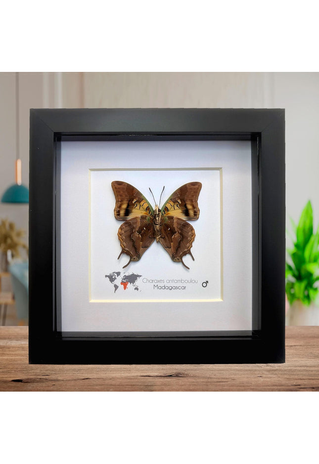 Framed Madagascar Forest Charaxes Butterfly Taxidermy Display (6x6)