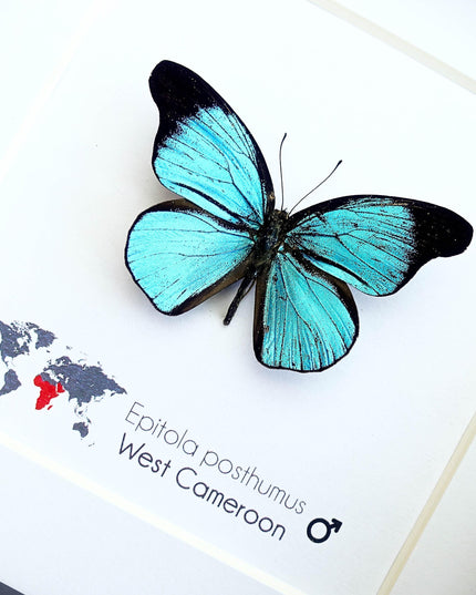 Framed Epitola Posthumus Butterfly, Taxidermy Entomology Wall Art
