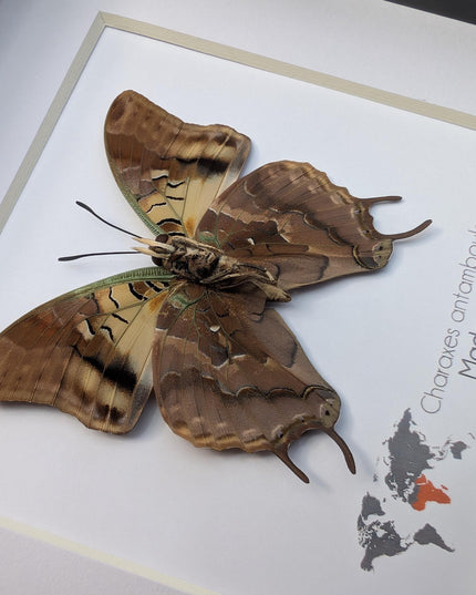 Framed Madagascar Forest Charaxes Butterfly Taxidermy Display (6x6)