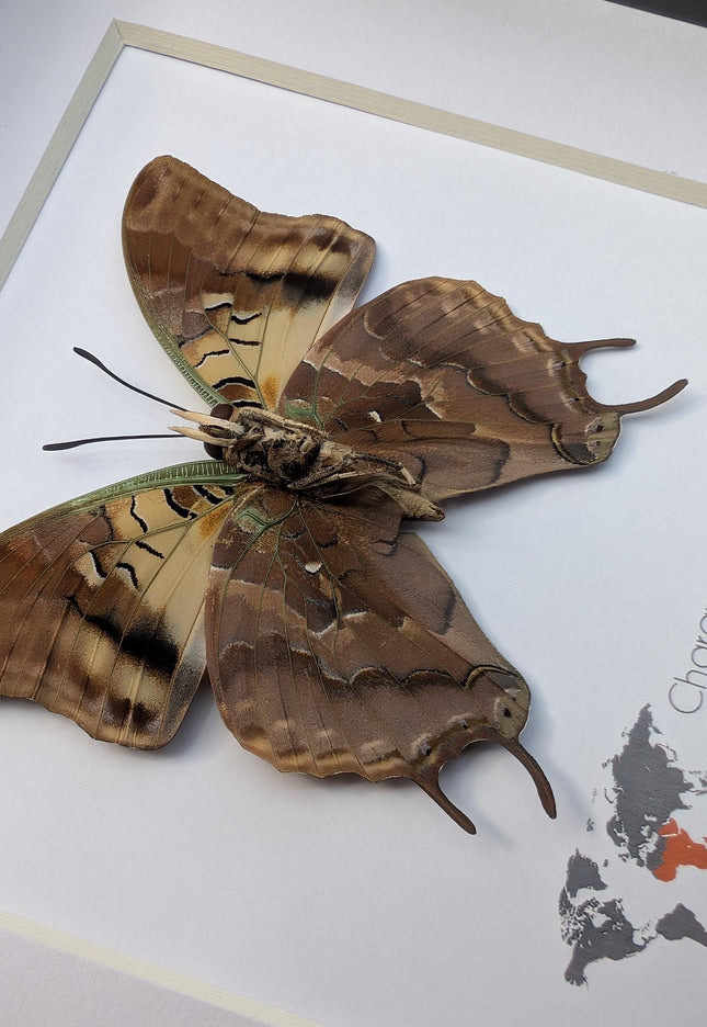 Framed Madagascar Forest Charaxes Butterfly Taxidermy Display (6x6)
