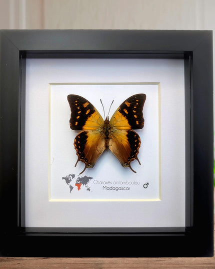 Framed Madagascar Forest Charaxes Butterfly Taxidermy, 6" x 6"