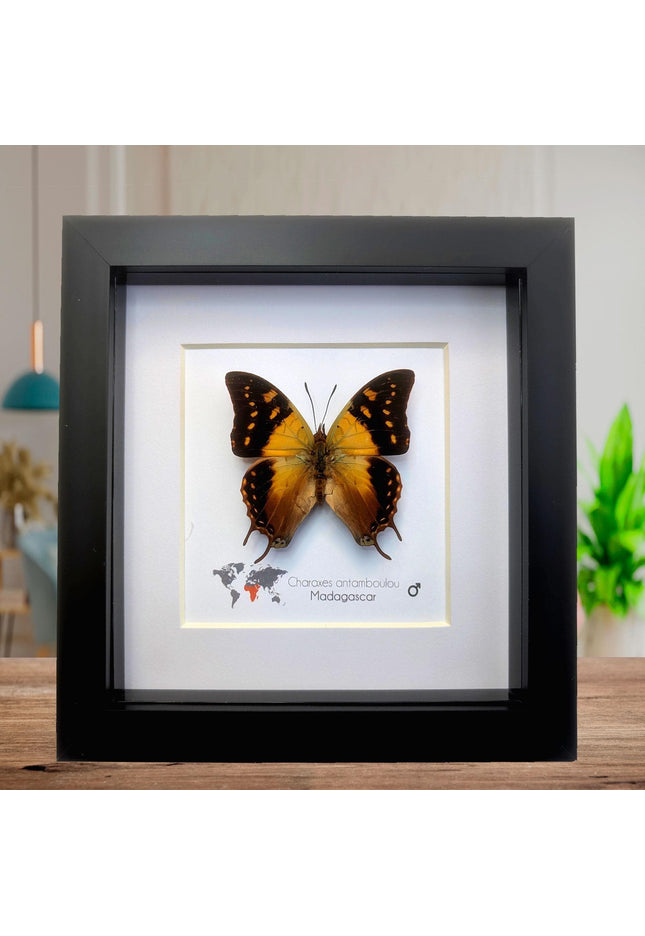 Framed Madagascar Forest Charaxes Butterfly Taxidermy, 6" x 6"