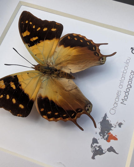 Framed Madagascar Forest Charaxes Butterfly Taxidermy, 6" x 6"