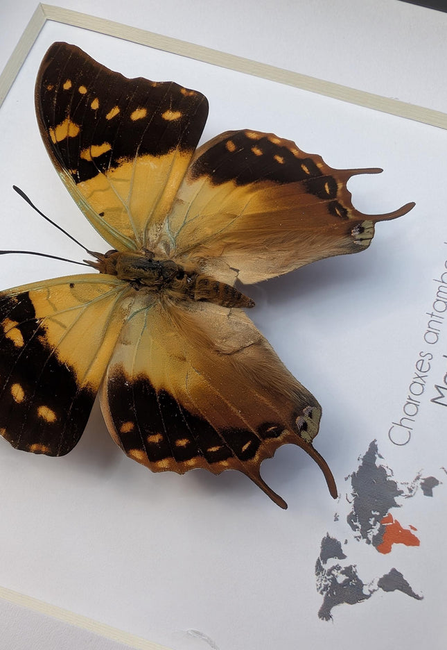Framed Madagascar Forest Charaxes Butterfly Taxidermy, 6" x 6"