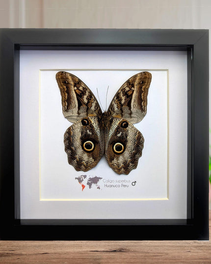 Framed Taxidermy Giant Owl Butterfly, Caligo Superbus, 8x8