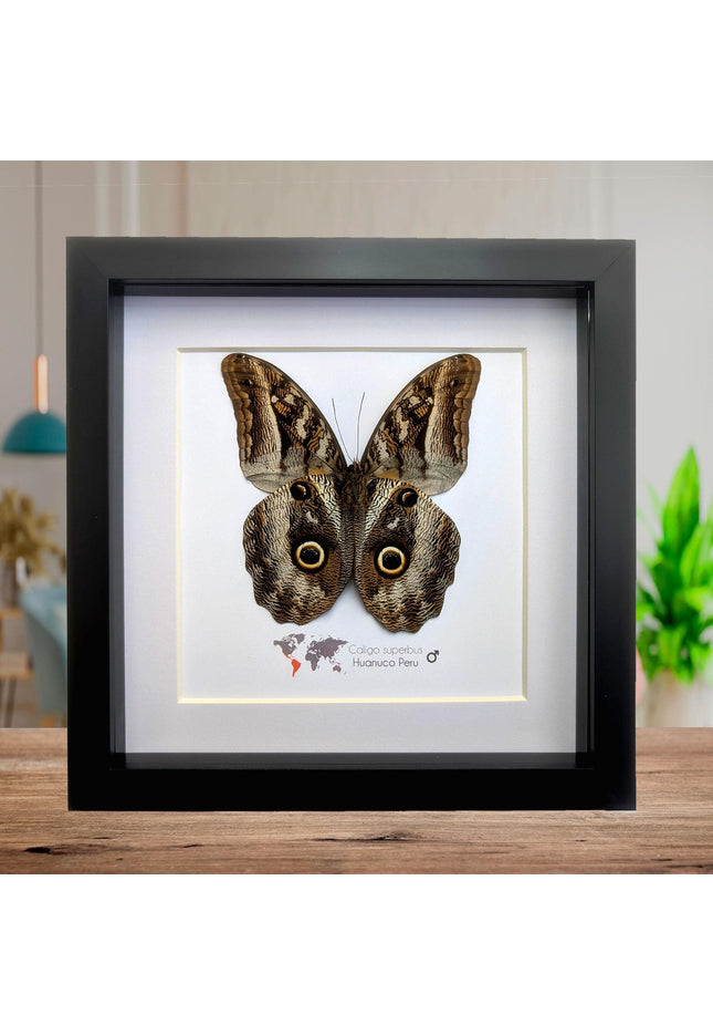 Framed Taxidermy Giant Owl Butterfly, Caligo Superbus, 8x8