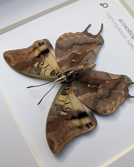Framed Madagascar Forest Charaxes Butterfly Taxidermy Display (6x6)