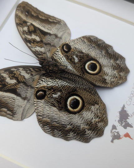 Framed Taxidermy Giant Owl Butterfly, Caligo Superbus, 8x8