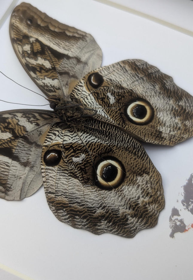Framed Taxidermy Giant Owl Butterfly, Caligo Superbus, 8x8